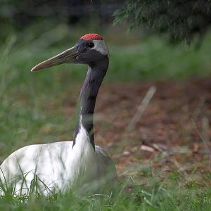 Red-crowned crane : Hamerton : 14 Jul 2019