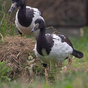 Magpie goose : Hamerton : 14 Jul 2019