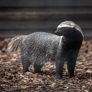 Greater grison : Hamerton : 14 Jul 2019