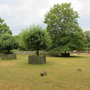 Mara/Alpaca/Rhea Exhibit
