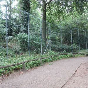 Eurasian Lynx Exhibit