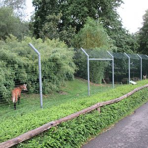 Maned Wolf Exhibit