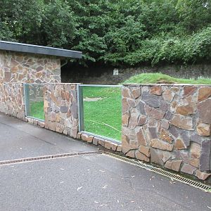 Indian Crested Porcupine Exhibit