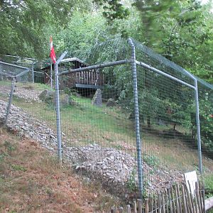 Alpine Marmot Exhibit
