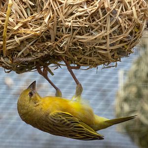 Southern masked weaver : Cotswold WP : 12 Jul 2019
