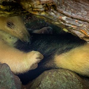 Southern tamandua : Cotswold WP : 12 Jul 2019