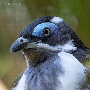 Blue-faced honeyeater : Cotswold WP : 12 Jul 2019