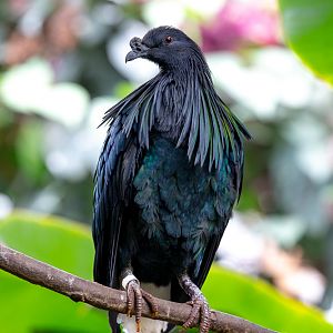 Nicobar pigeon : Cotswold WP : 12 Jul 2019