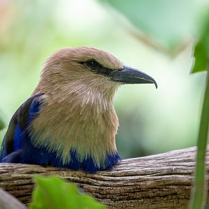 Blue-bellied roller: Cotswold WP : 12 Jul 2019
