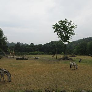 African Savanna
