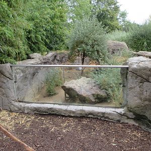 Dwarf Mongoose Exhibit