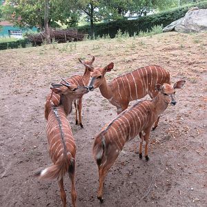 Nyala