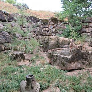 Meerkat Exhibit