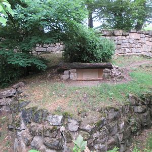 Striped Hyena Exhibit #1