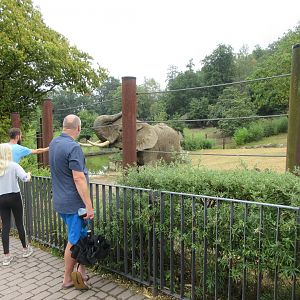 African Elephant Exhibit - feeding an elephant