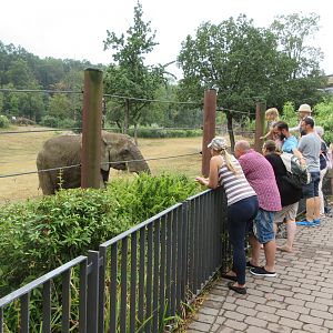 African Elephant Exhibit - feeding an elephant