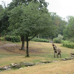 African Elephant Exhibit