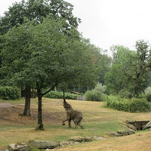 African Elephant Exhibit