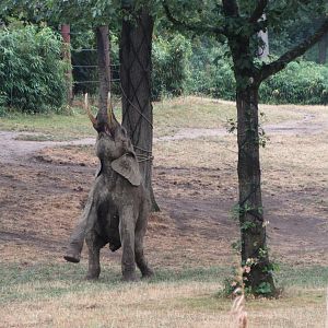 African Elephant Exhibit