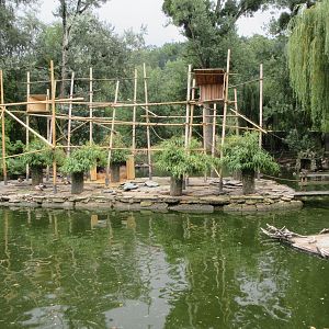 White-handed Gibbon Exhibit