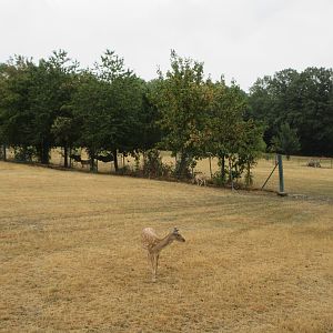Persian Fallow Deer Exhibit