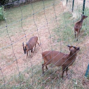 Reeves' Muntjacs - waiting to be fed by visitors