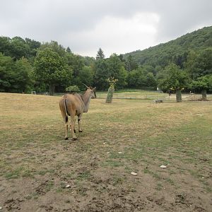 Common Eland Exhibit