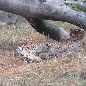 Cheetah (mama with 6 one-month old cubs)