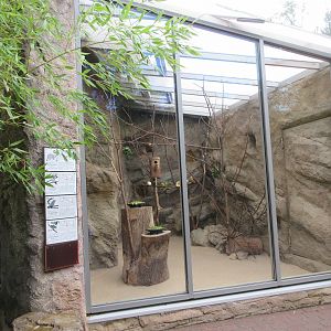 Bush Hyrax Exhibit