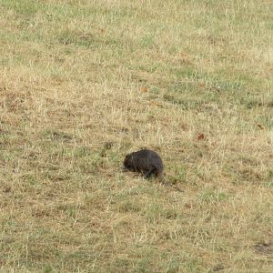 African Elephant Exhibit - Nutria!