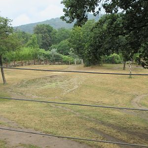 African Elephant Exhibit