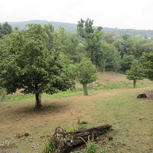 Bactrian Red Deer Exhibit