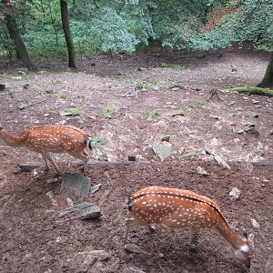 Sika Deer Exhibit (very steep)
