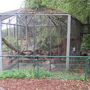 Tufted Capuchin Exhibit