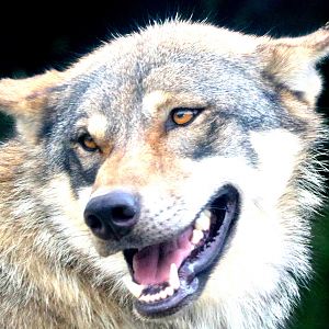 Grey wolf; Colchester; 29th July 2019