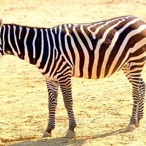 Maneless zebra; Colchester; 29th July 2019