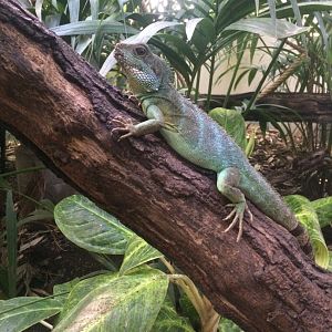 Chinese water dragon (Physignathus cocincinus)