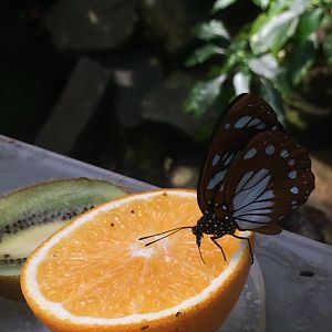 Butterfly (ID)