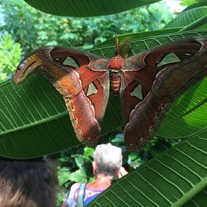 (Last?!?) Atlas moth