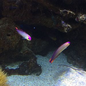 Nemateleotris decora