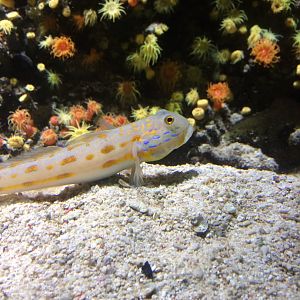 Valenciennea puellaris