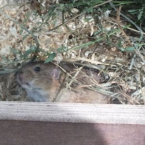 Social vole (Microtus socialis)