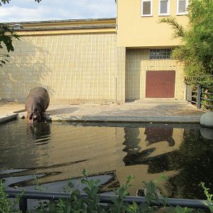 Common Hippo Exhibit