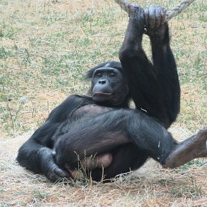 Bonobo