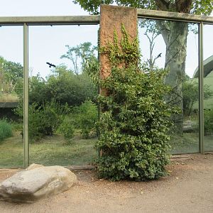 Lowland Gorilla Exhibit