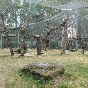 Bonobo Exhibit