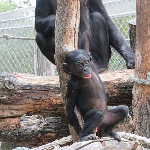 Bonobos