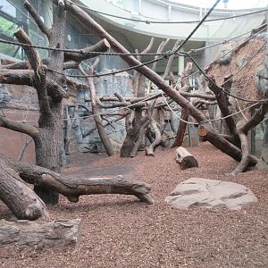 Bonobo Exhibit