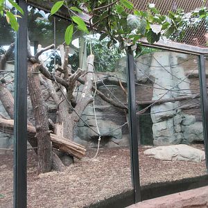 Lowland Gorilla Exhibit