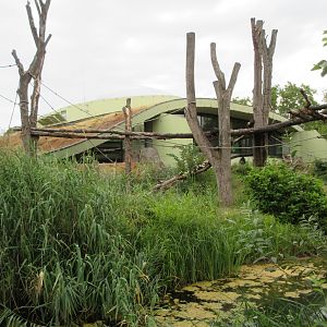 Great Ape House (Gorillas, Bonobos, Orangutans)